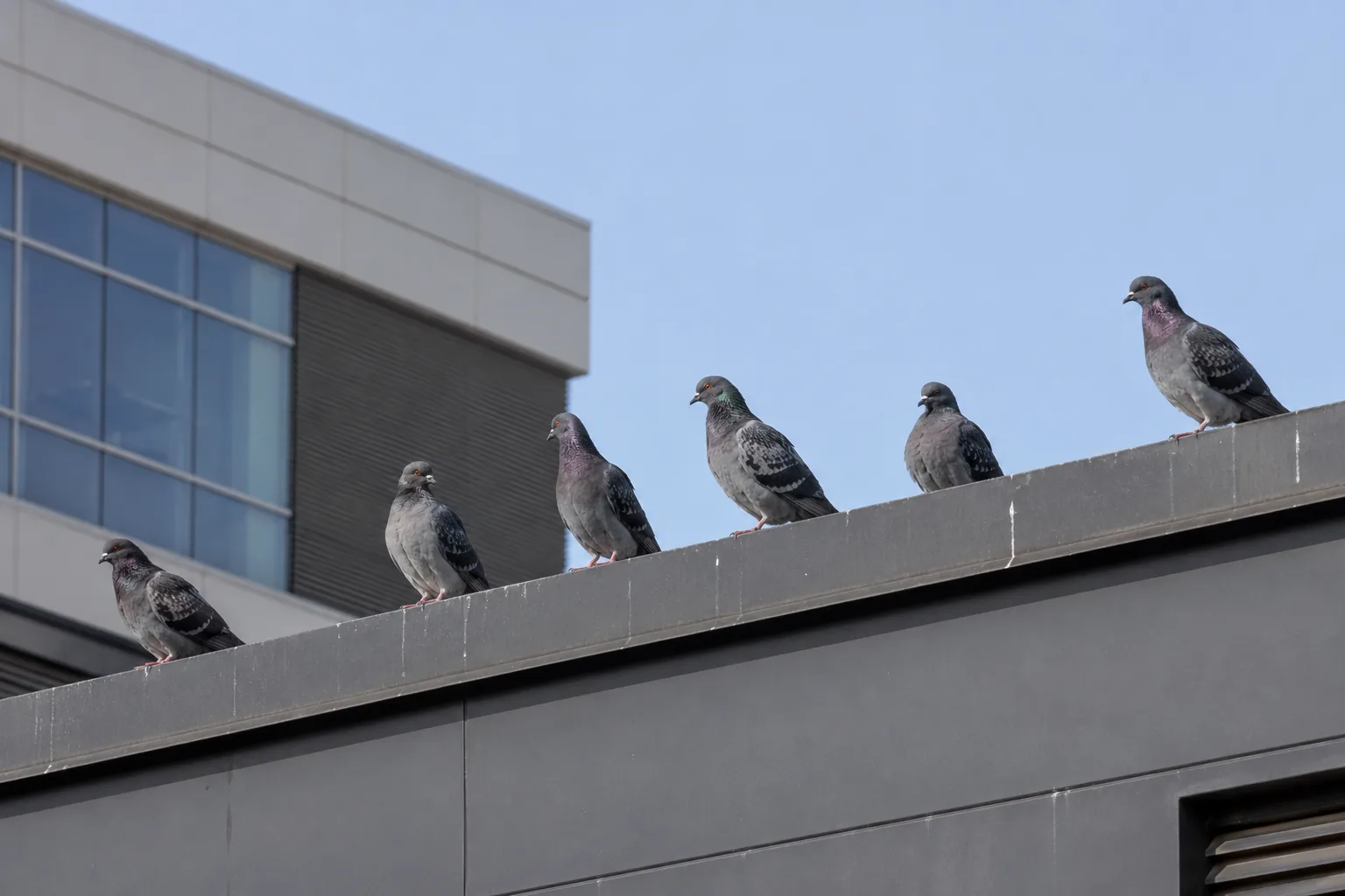 Vogels