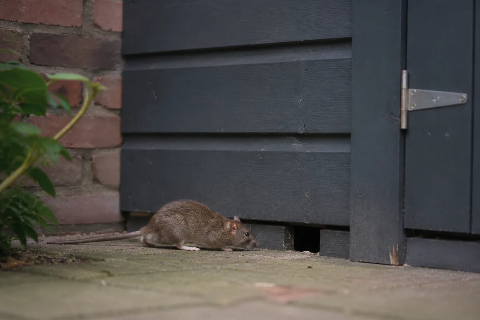 Ratten