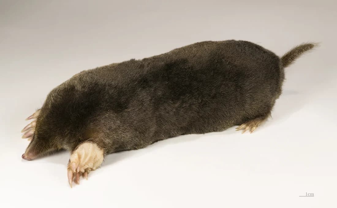 Mollen