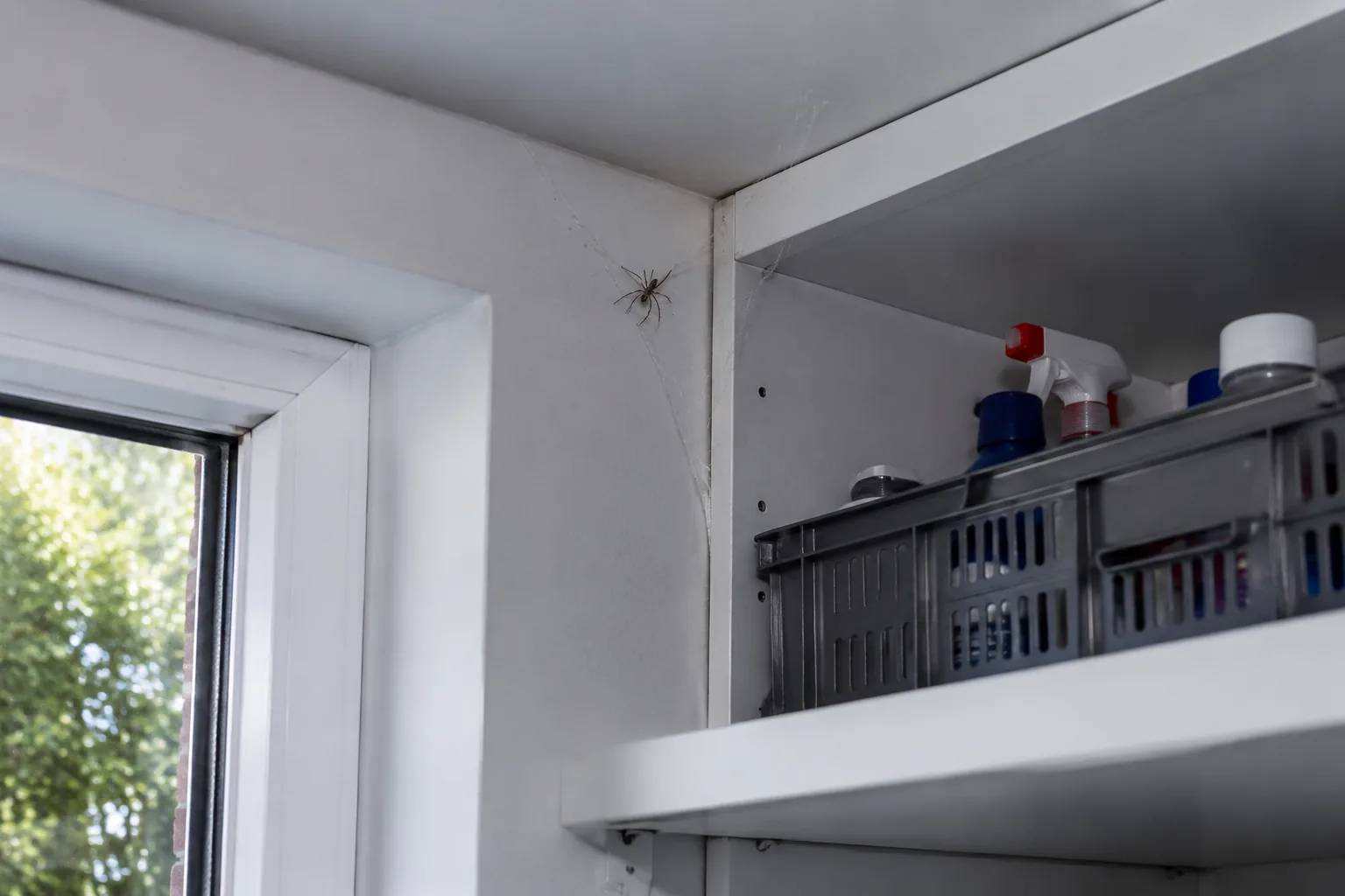 Spin met web in een hoek naast het raam en een voorraadkast