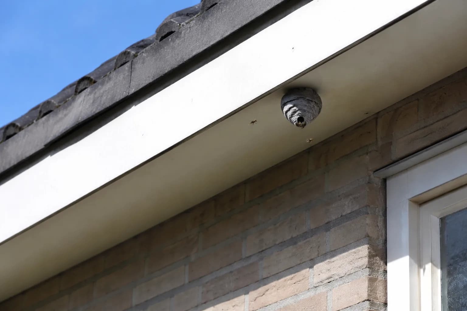 Klein wespennest onder de dakrand van een woning